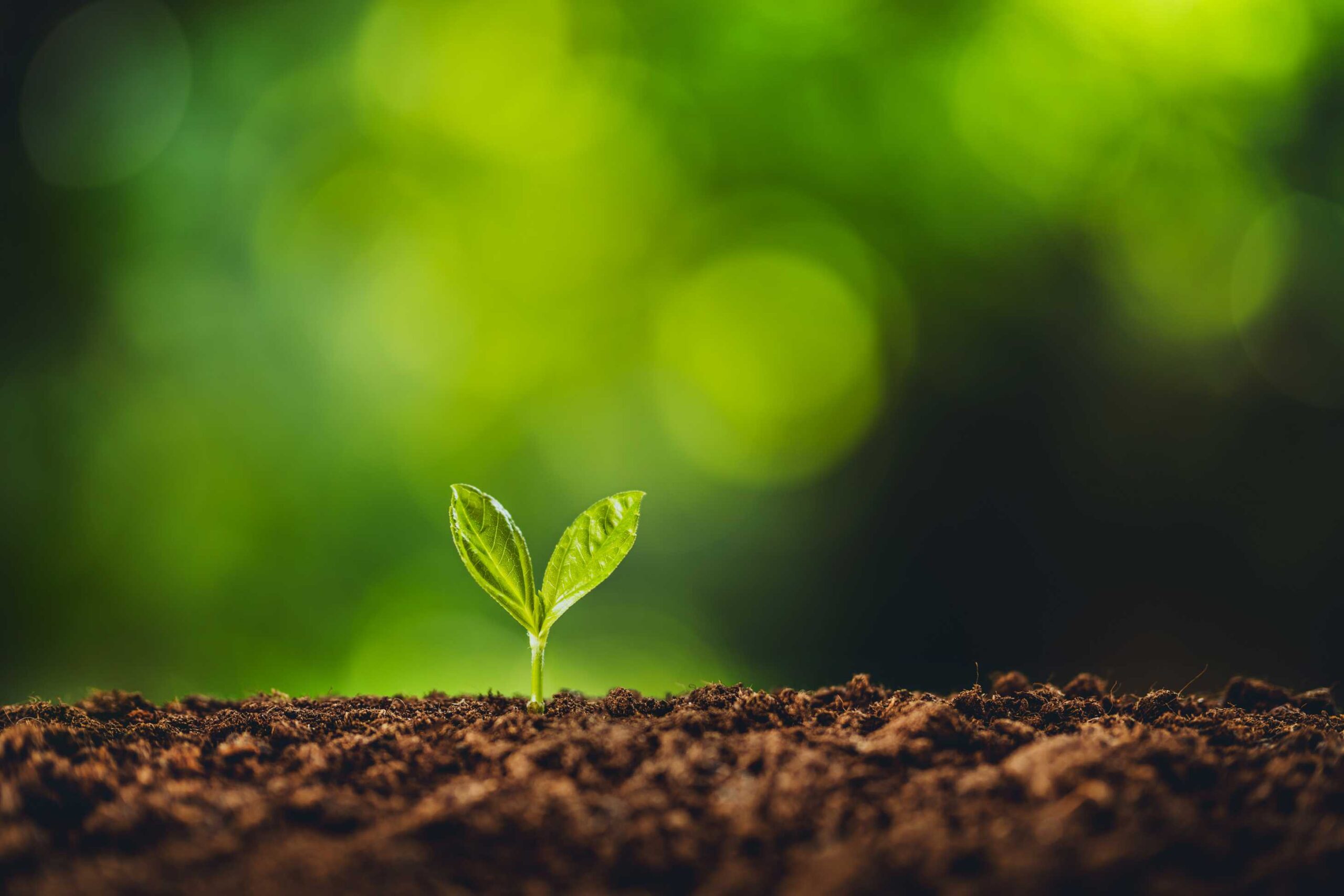 root stimulator for plants