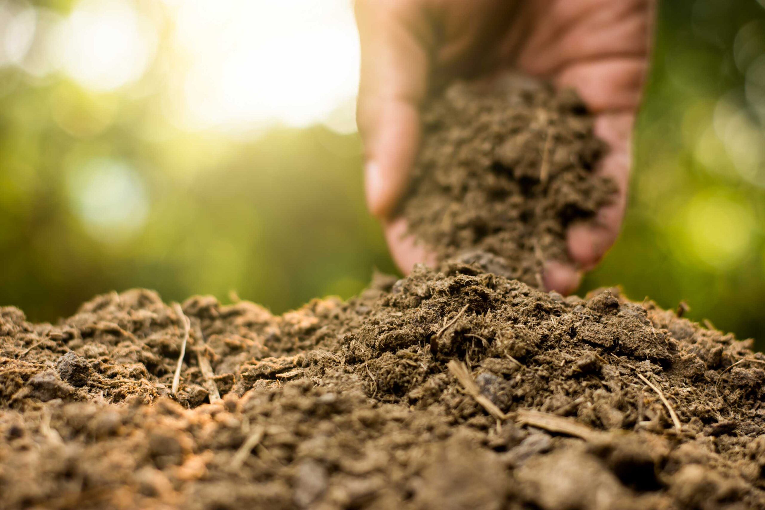 root stimulator for plants